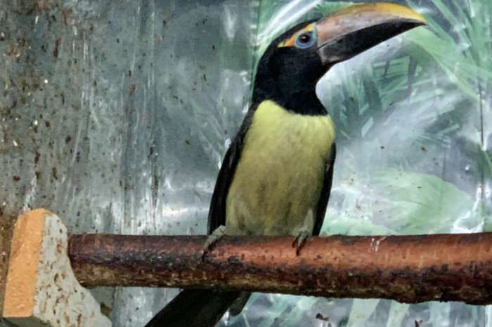 pteroglossus viridis