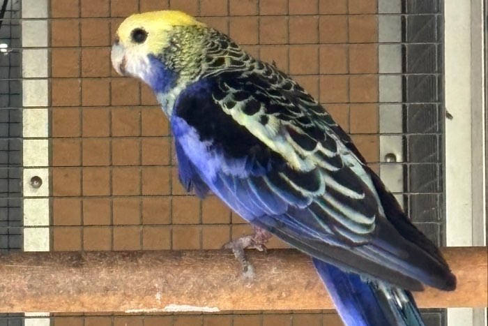 blauwwang rosella