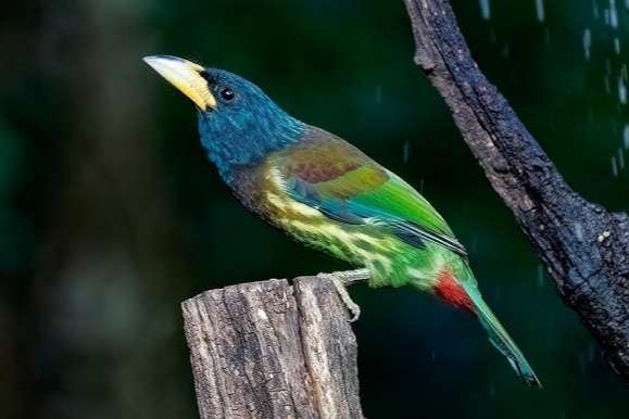 psilopogon virens