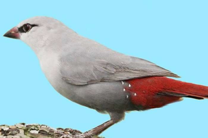2-2 blauwgrijze roodstaartjes