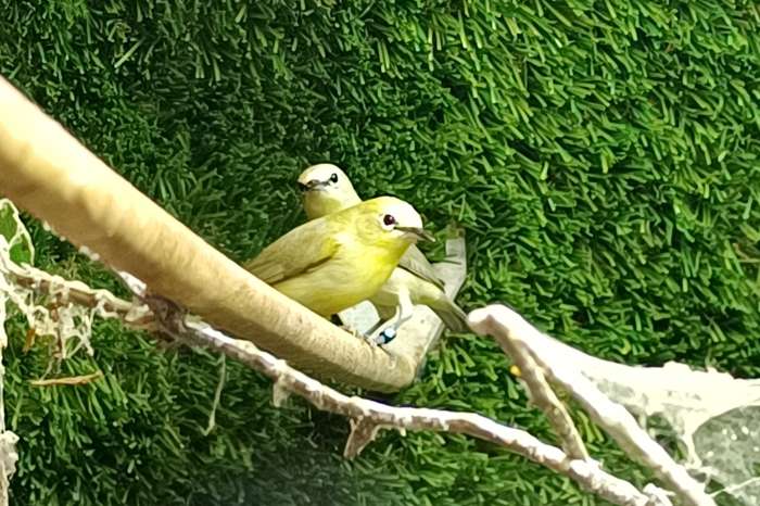 noordelijke afrikaanse brilvogels