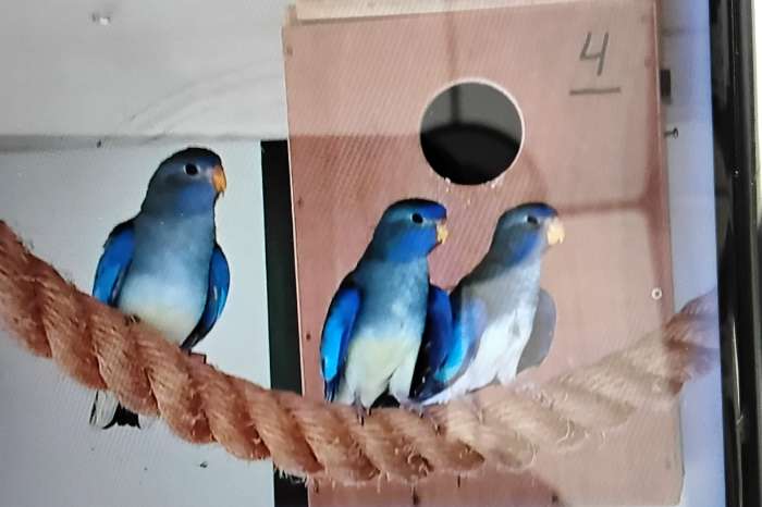 splendit blauwe bourkes blauwe