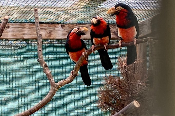 zwartband baardvogel