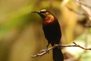 1,1 cinnyris cupreus