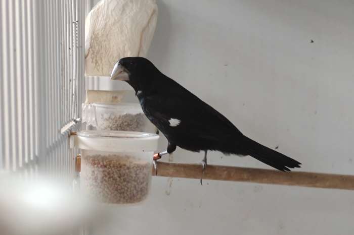 twa twa - sporophila crassirostris crassirostris