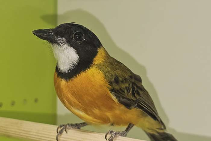1,1   australian golden whistler (pachycephala pectoralis)