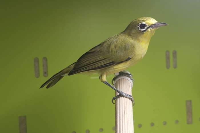 zosterops melanurus/sandkarbrillenvogel