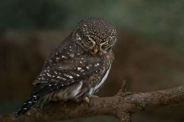 glaucidium perlatum