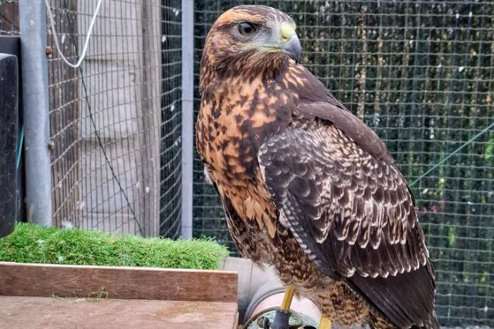 chilli arendbuizerd