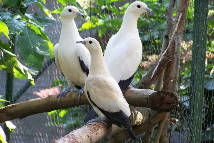 looking for ducula bicolor 1.0