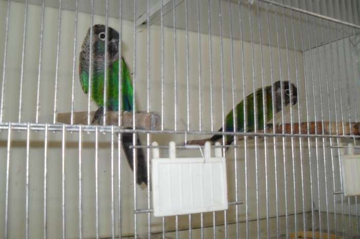 pyrrhura lepida