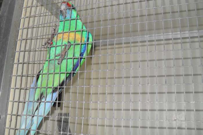 div vogels