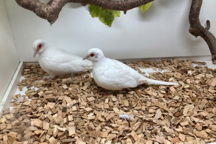 koppel df witstuit bruin topaas diamantduiven (snowwhite)