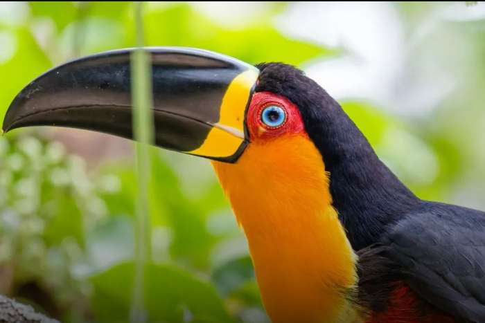 ramphastos vitellinus ariel 1.1