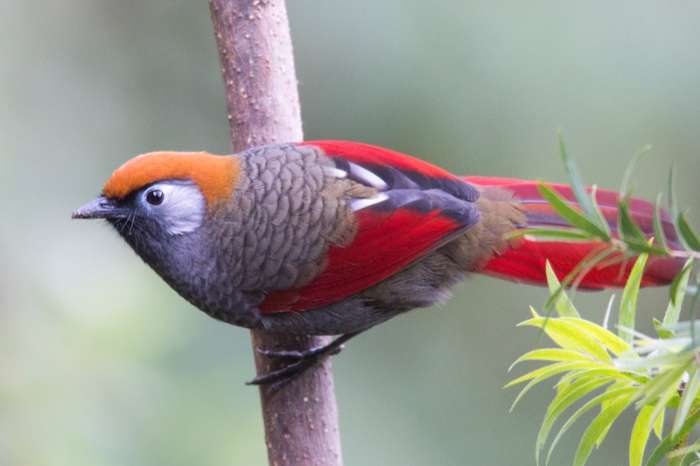 trochalopteron milnei-red-tailed laughingthrush
