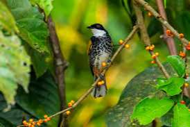 1.1 scaly-breasted bulbul gezocht