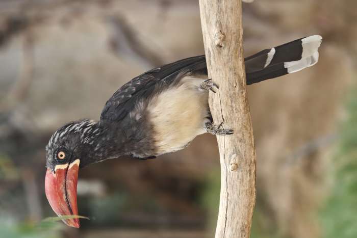 0,1 tockus alboterminatus gezocht