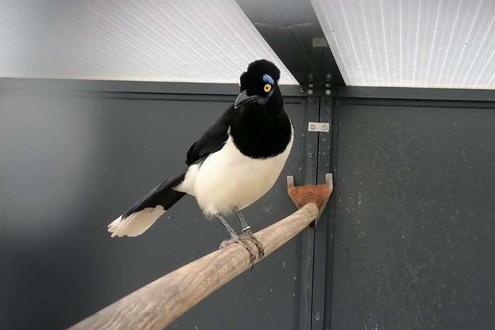 pluiskapgaai , pop/female ,perfecte vogel,100% ok!!!!