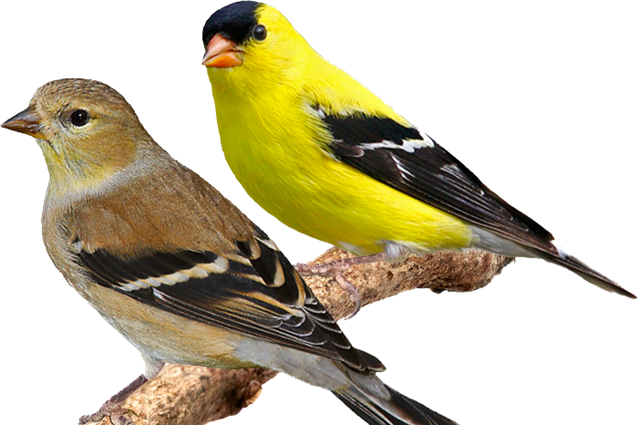 treursijs