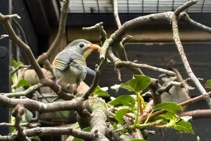 1-1 japanse nachtegalen (leiothrix lutea)