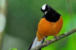 gezocht, een pop witkruin schamalijster / copsychus stricklandii