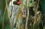 roodbekwever (quelea quelea) gezocht