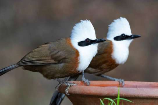 garrulax leucolophus - white-crested laughingthrush
