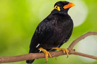 gracula religiosa intermedia - common hill myna