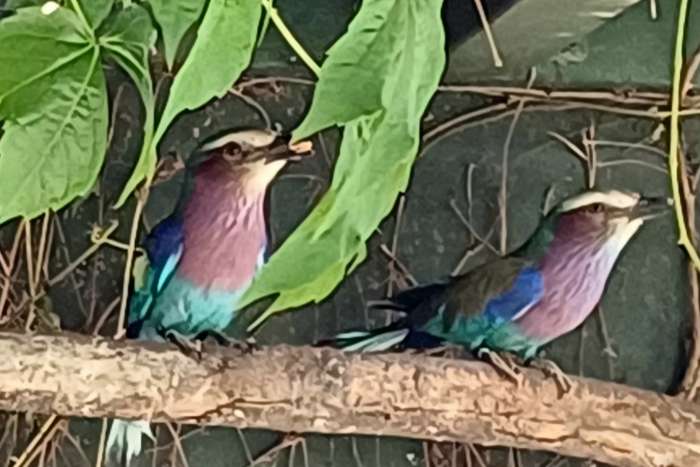 vorkstaart scharrelaar / coracias caudatus