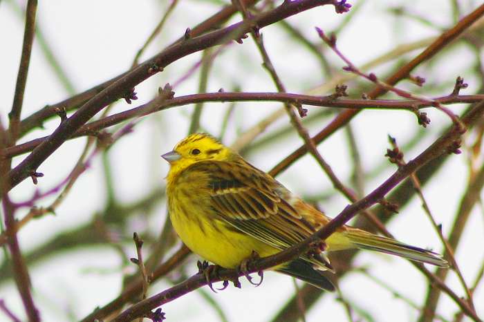 geelgors (emberiza citrinella)  gezocht