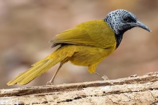 2-2 wielewaalzanger (hypergerus atriceps)