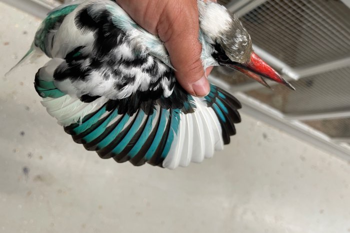 bonte teugelijsvogel (halcyon malimbica)