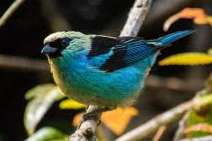 tangara labradorides