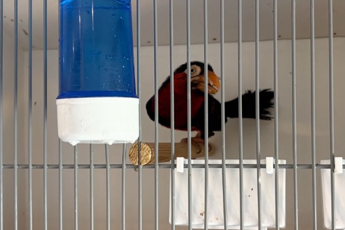 zwartbandbaardvogel man