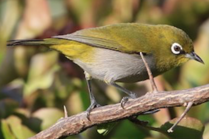kaapse brilvogel