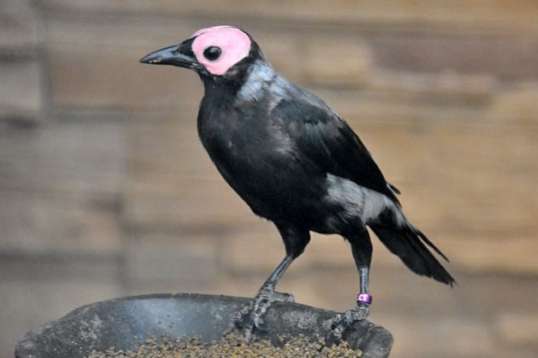 sarcops calvus